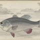 Illustration for article titled Natural History of Fishes of the Perch Family